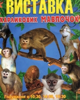 Виставка карликових мавпочок