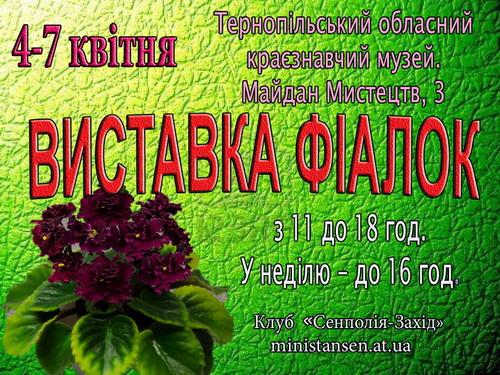 Виставка фіалок в Тернопільському краєзнавчому музеї 4-7 квітня 2013 р